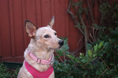 Pets Are Family | Tommy's Tails Pet Emporium | You can trust us to take