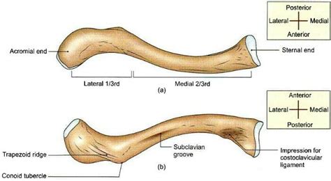 Clavicle Clavicle Medical Anatomy Anatomy And Physiology