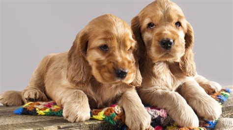 Cocker spaniel puppies for sale to good homes. Cocker Spaniel Puppies For Sale at PetsYouLike - YouTube
