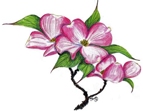 Beautiful Dogwood Tree Drawings For Art And Inspiration