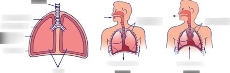 Kaplan Mcat Biology B Anatomy And Mechanism Of Breathing Diagram