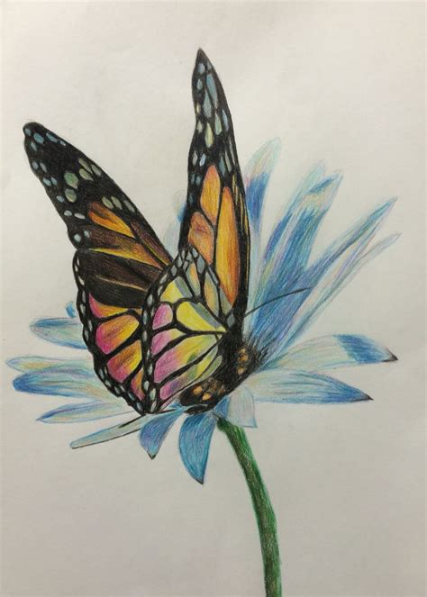 Design Pencil Drawings Of Flowers And Butterflies With Colours