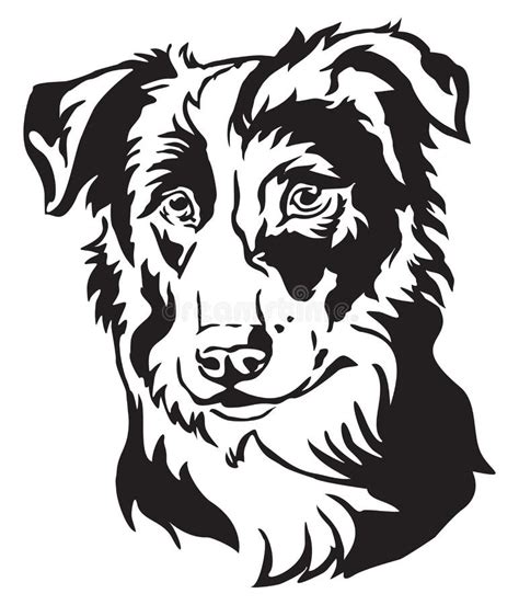 Border Collie Stock Illustrations 1060 Border Collie Stock