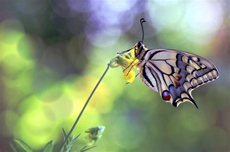 2048x1365 Macro Butterfly Insect Wallpaper Coolwallpapersme