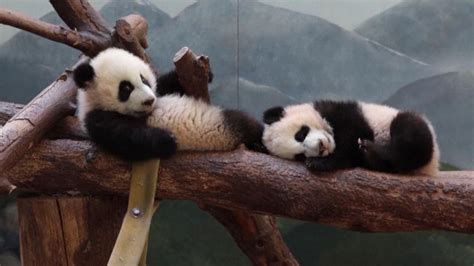 Curious Baby Panda Twins Have Their First Playdate In The Great