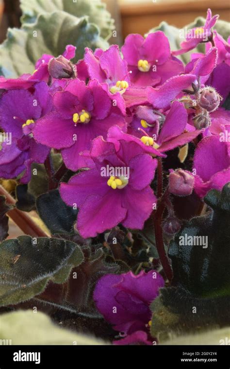 Purple African Violet High Resolution Stock Photography And Images Alamy