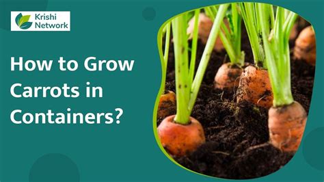 How To Grow Carrots In Containers Youtube
