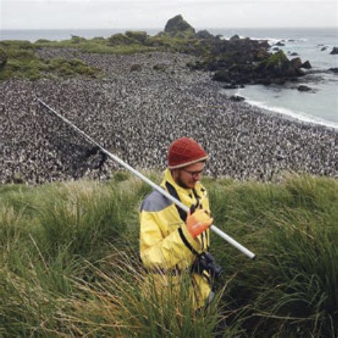 Macquarie Island An Island In Recovery Sub Antarctic Conservation