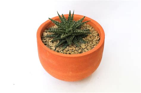 If so, then you should be worried because you might be staring at a dying in most cases, corking happens naturally as the plant ages. Matcha Green Tea And Cactus Placed On Table In My Favorite ...