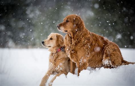 Wallpaper Winter Dogs Snow Images For Desktop Section