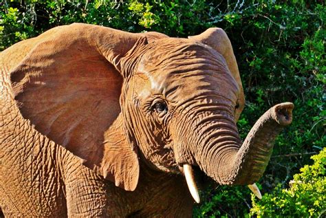 Free Images Animal Portrait African Bush Elephant Tusks Proboscis