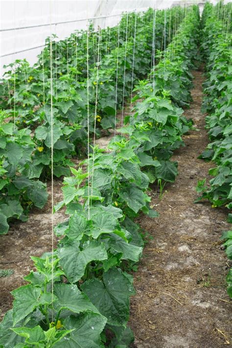 To Grow Cucumbers In The Greenhouse Clean Environmentally Friend Stock