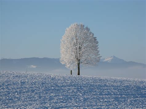 Winter Snow White Cold Sky Tree Snowy Wintry 4k Hd Wallpaper