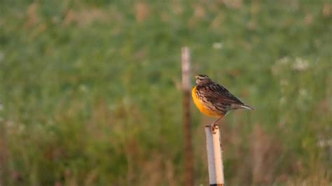 Eastern Meadowlark Youtube