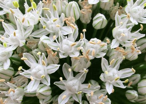 I planted them just a couple inches below the soil several inches apart. Onion Flower