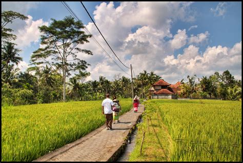 0.4 km da field of burnt rice. Bali Eco-Luxury Retreat | the Floating Leaf Story