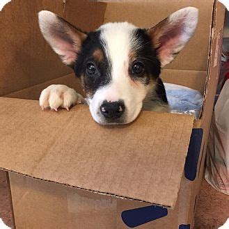 This continuous cycle of betterment. ST LOUIS, MO - Blue Heeler Mix. Meet Levi a Puppy for ...