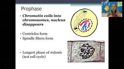 The Mitosis Cell Cycle And Cancer Youtube