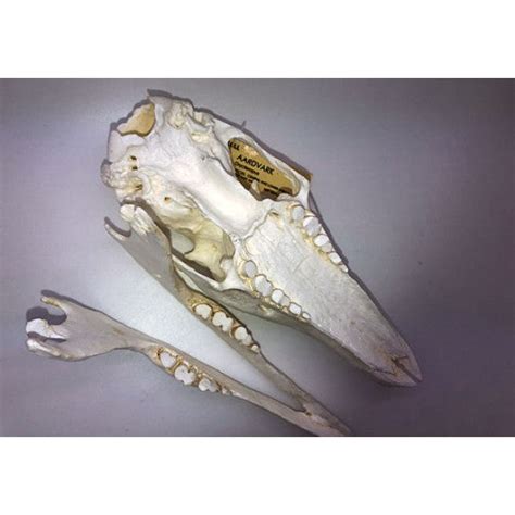 Aardvark Orycteropodidae Skull Replica Dinosaurs Rock Superstore Fossil And Mineral Specimens