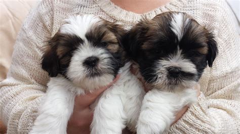 Shih Tzu Puppies For Sale Sunderland Tyne And Wear