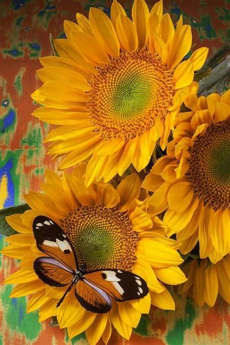 Your sunflower butterfly stock images are ready. Sunflower and butterfly | Flowers | Pinterest