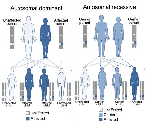 Define dominant by webster's dictionary, wordnet lexical database, dictionary of computing, legal dictionary, medical dictionary, dream dictionary. Difference Between Dominant And Recessive - slidedocnow