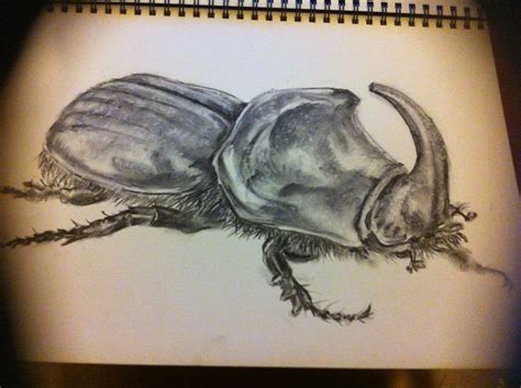 Rhino Beetle Drawing At Getdrawings Free Download