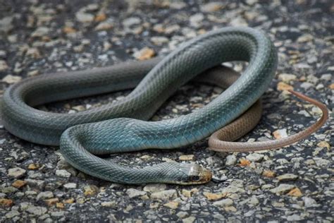Discover 13 Blue Snakes A Z Animals