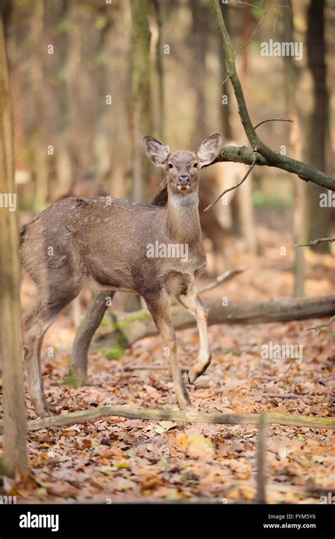 Deer Forest High Resolution Stock Photography And Images Alamy
