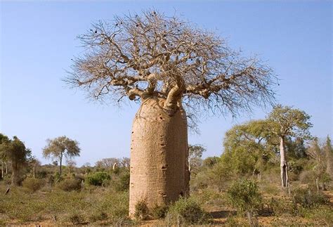 Maybe you would like to learn more about one of these? Biggest Tree In The World Africa | Tree, Baobab tree, Baobab