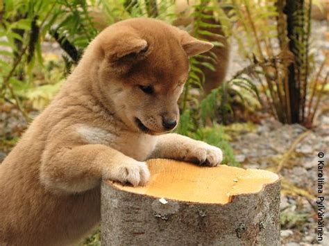 Image Gallery japanese animals