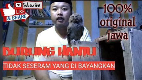 Burung hantu jinak celepuk jawa/ PENGETAHUAN /PENGENALAN ...