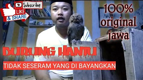 Jangan lupa subscribe ya gaes mari bantu channel ini berkembang agar semakin semangat menyebarluaskan kekayaan indonesia 😉😉. Burung hantu jinak celepuk jawa/ PENGETAHUAN /PENGENALAN ...