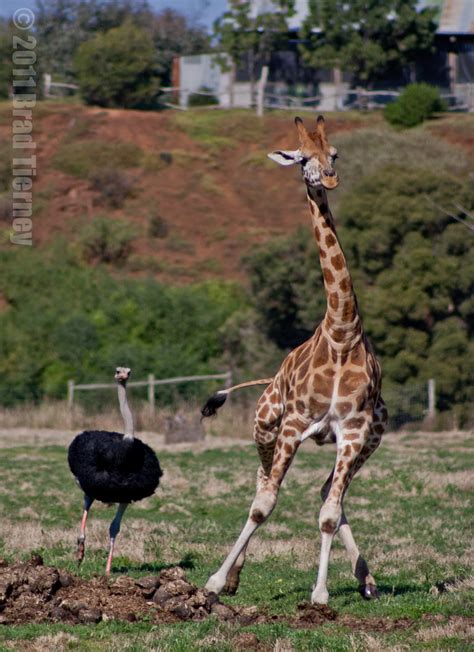 Ostrich Chasing Giraffe Quite Possibly The Funniest Thing Flickr