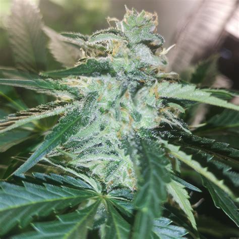 A seed bank (also seed banks or seeds bank) stores seeds to preserve genetic diversity; Auto Guerilla Glue (de Bulk Seed Bank) :: Info de Variedad