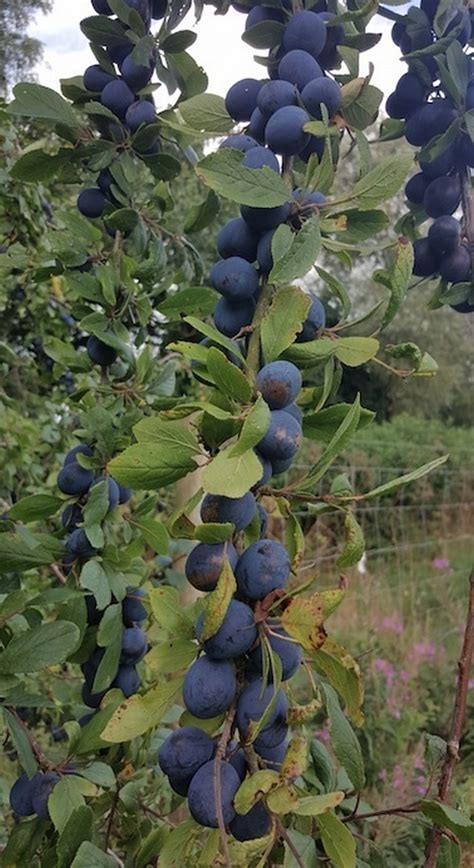 We have been supplying fruit trees since 1927 and have one of the largest ranges of fruit plants available to purchase online all of the uk's favourite soft fruit plants grown in the heart of hampshire available to buy online. Farleigh Damson - Damson Tree £19.00 - Damsons and Gages ...