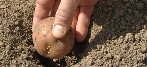 Castlecor Potatoes Fresh From The Fields