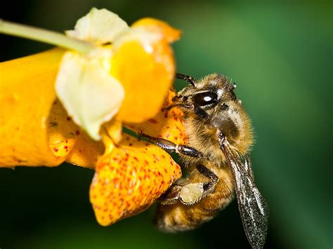 Honey Bee Control Management And Treatment Honey Bee Info