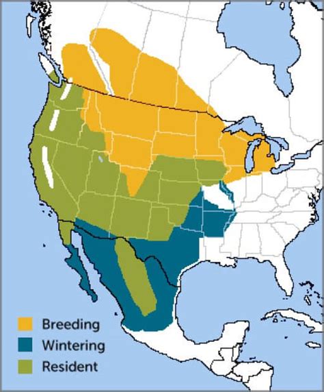 Western Meadowlark American Bird Conservancy