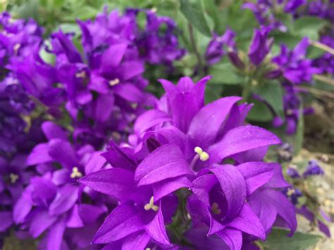 Royal Clustered Bell Flower One Of The Deepest Purple Flowers In The