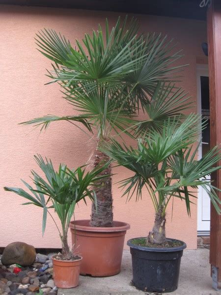 mrazuvzdorné palmy