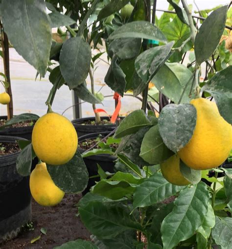 Lemon Tree Starter Plants In 4 Inch Containers 6 14 Inches Tall