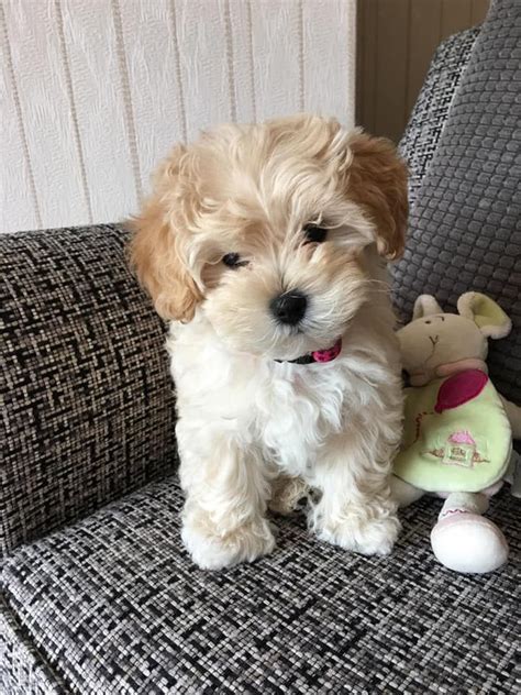 Get healthy pups from responsible and professional breeders at puppyspot. LION Maltipoo Maltese & Maltipoo Puppies For Sale Maltese Cute animals Animals Puppies Baby ...