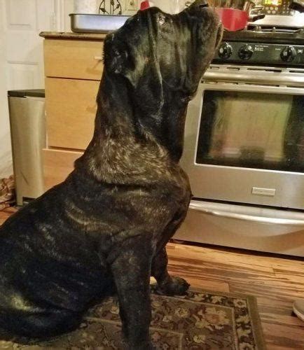 Meet The Worlds Biggest Puppy Who Is Six Foot Tall Photos