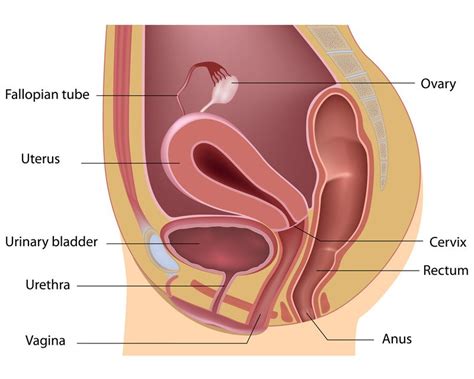 Vaginal Atrophy Atrophic Vaginitis Guide Causes Symptoms And Treatment Options