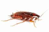 Pictures of Cockroach Zoology