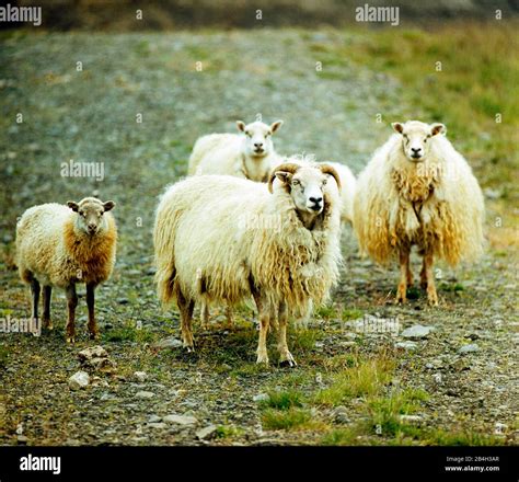 Sheep Brade Hi Res Stock Photography And Images Alamy