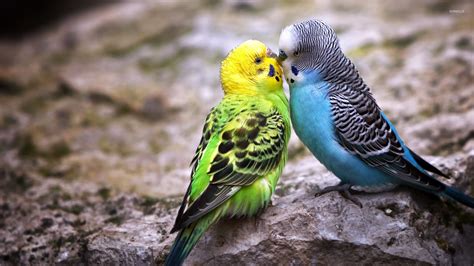 Parakeet Love Wallpaper Animal Wallpapers 21411