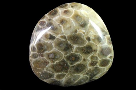 27 Polished Petoskey Stone Fossil Coral Michigan For Sale