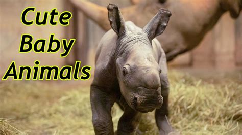 Cute Baby Zoo Animals Of The Month April 2020 Youtube